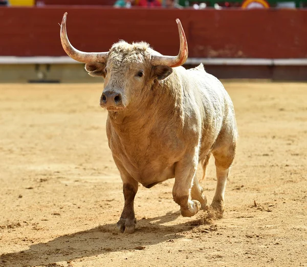 Weißer Stier Spanien Läuft Stierkampfarena — Stockfoto