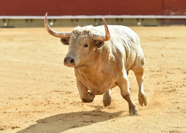 Weißer Stier Spanien Läuft Stierkampfarena — Stockfoto