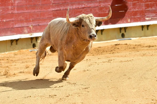 Witte Stier Spanje Uitgevoerd Arena — Stockfoto