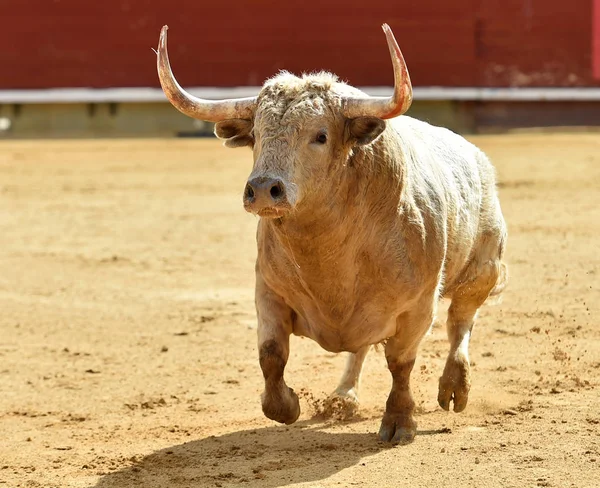 Tjur Spanien Kör Tjurfäktningsarena — Stockfoto