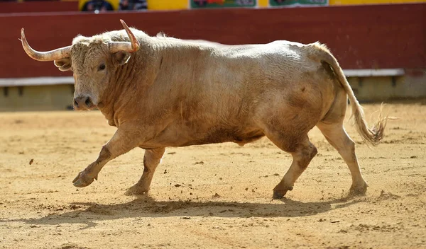 White Bull Spain Running Bullring — Stock Photo, Image