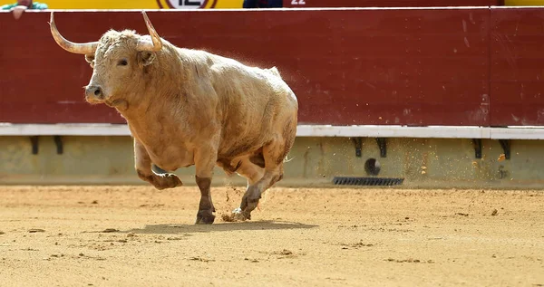 Touro Branco Espanha Correndo Touros — Fotografia de Stock