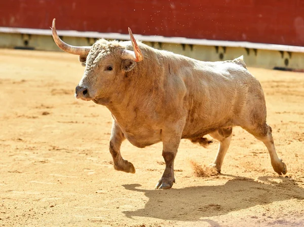 Toro Blanco España Corriendo Plaza Toros — Foto de Stock