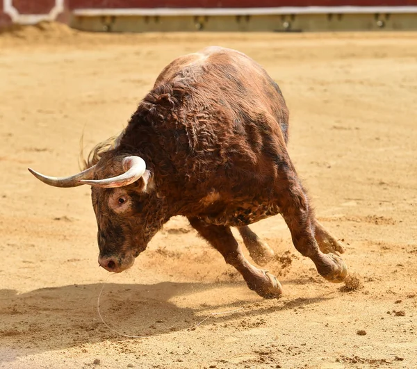 Touro Espanha Com Chifres Grandes — Fotografia de Stock