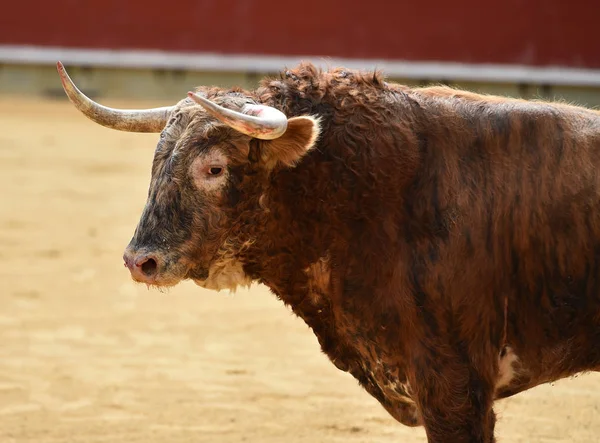 Touro Espanha Com Chifres Grandes — Fotografia de Stock