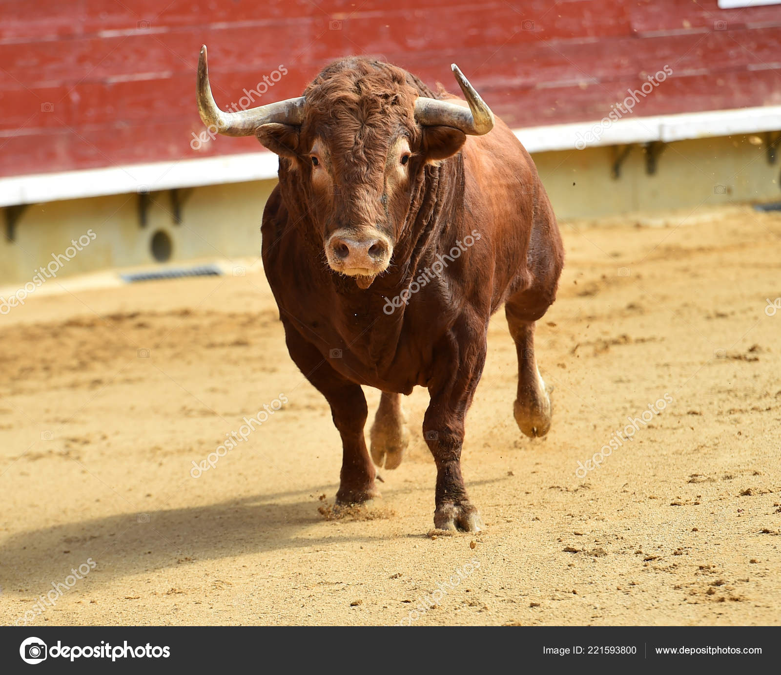 Fotos de Luta de touros, Imagens de Luta de touros sem royalties