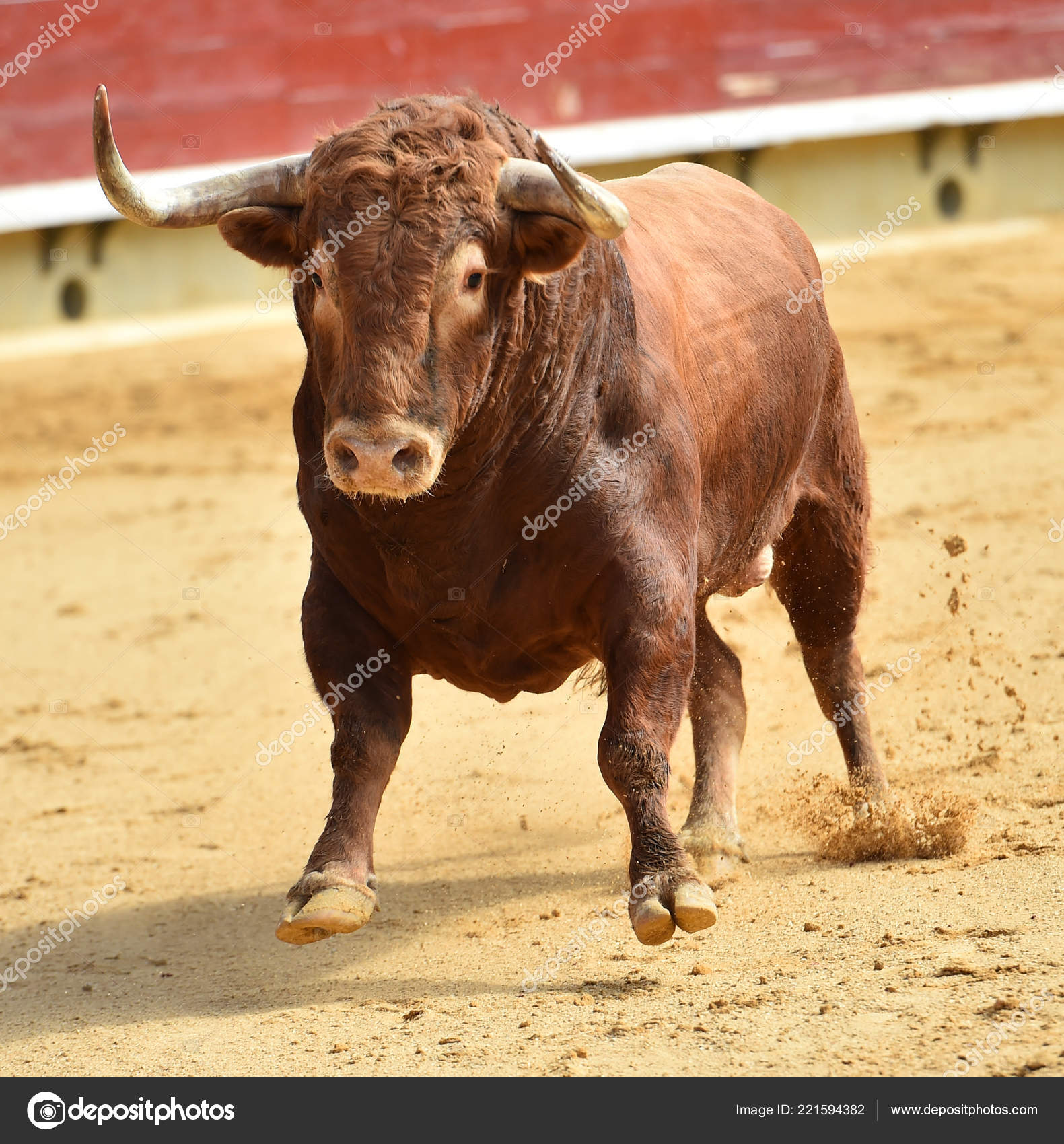 Spanish Fighting Bull Bullring Stock Photo Image By C Albertoclemares Hotmail Com Spanish Fighting Bull Bullring Stock Photo Image By C Albertoclemares Hotmail Com