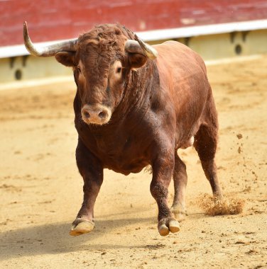Bullring İspanyol mücadele boğa