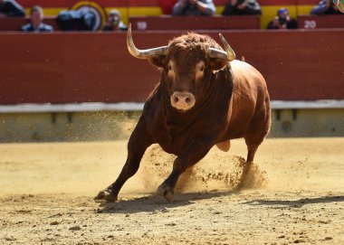 Bullring İspanyol mücadele boğa