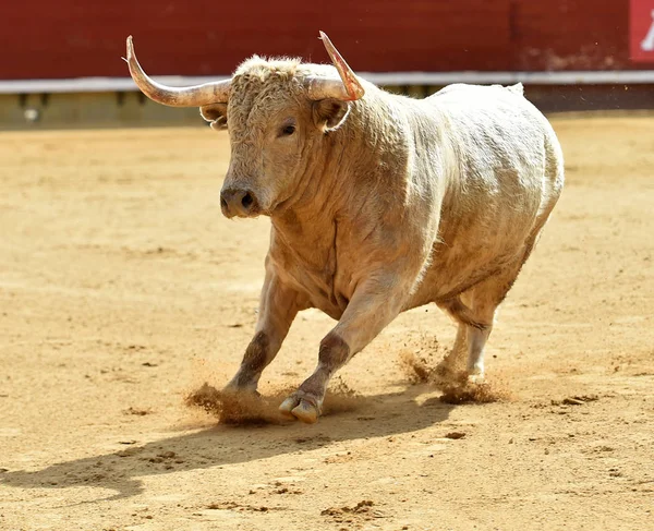 Europeiska Tjur Spanien — Stockfoto