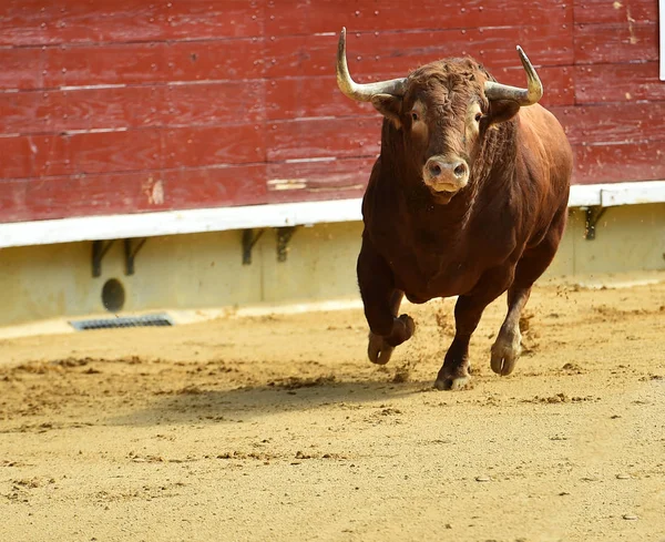 欧洲公牛在西班牙 — 图库照片