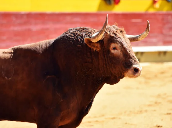 Taureau Européen Espagne — Photo