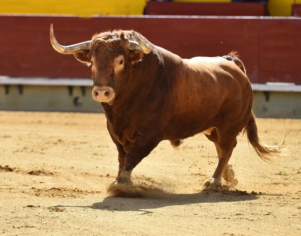 Toro Europeo España — Foto de Stock