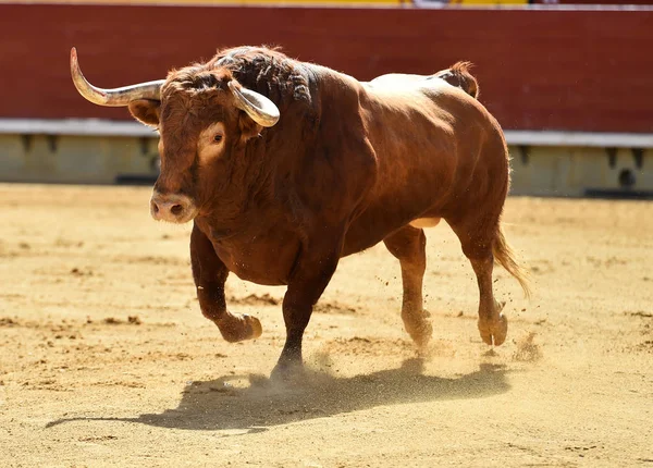 Europeiska Tjur Spanien — Stockfoto