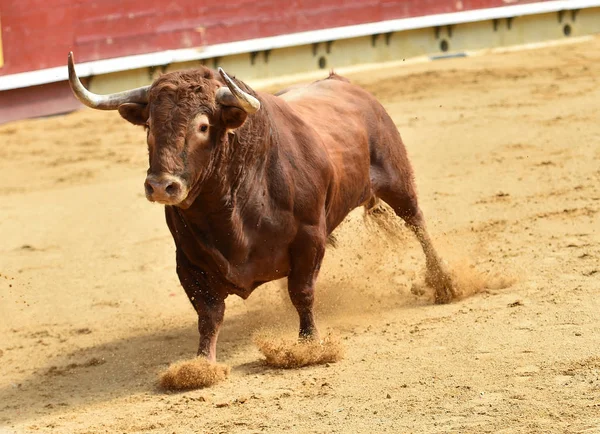 Europeiska Tjur Spanien — Stockfoto