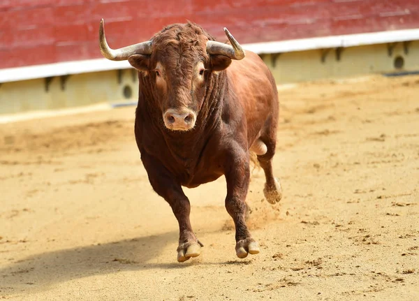 Taureau Combat Espagnol Arène — Photo