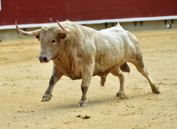 Spanska Striderna Tjuren Tjurfäktningsarena — Stockfoto