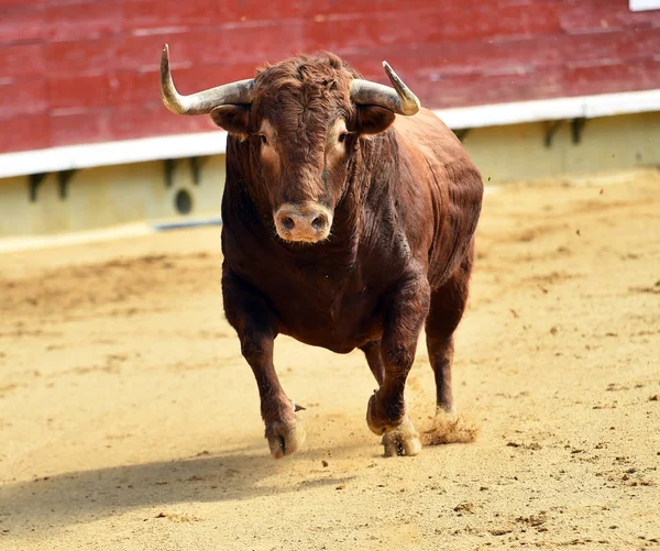 Bullring Spanyol Mücadele Boğa — Stok fotoğraf