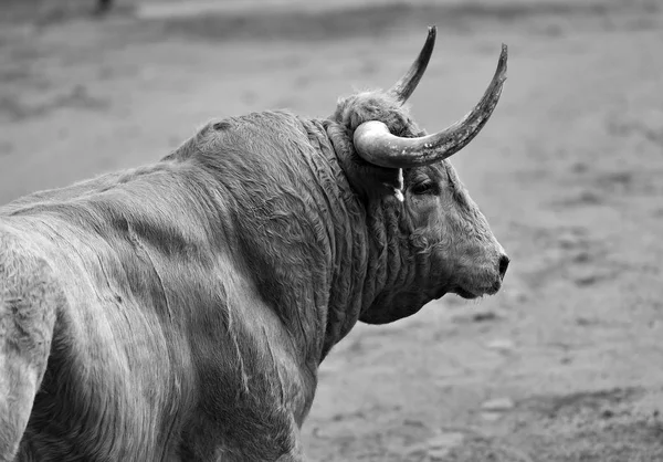 Bull Running Bullring — Stock Photo, Image