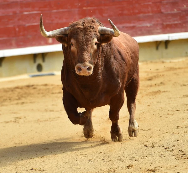 Spanish Fighting Bull Bullring — Stock Photo, Image