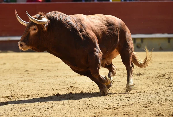 スペイン闘牛場で牛 — ストック写真