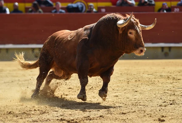 Toro Lucha Español Plaza Toros — Foto de Stock