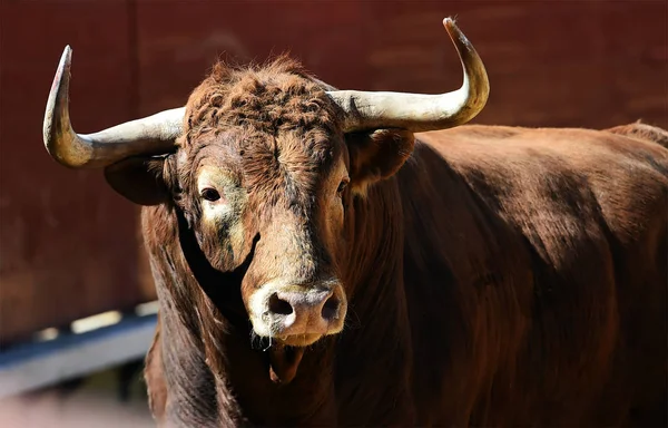 Bullring Spanyol Mücadele Boğa — Stok fotoğraf