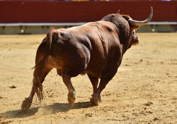 Touro Espanha Com Chifres Grandes — Fotografia de Stock