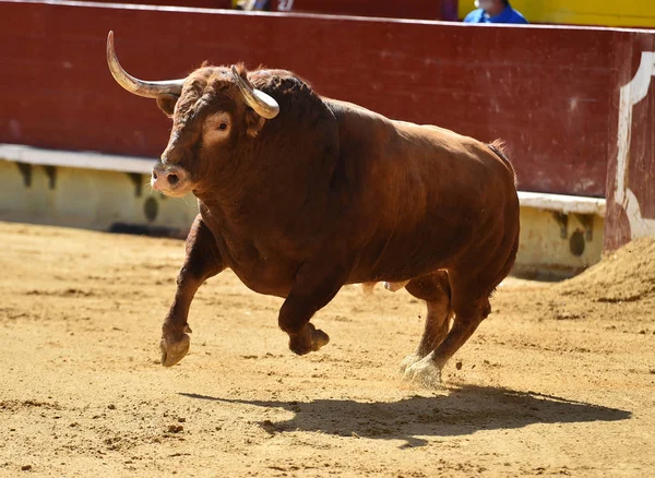 Touro Espanha Com Chifres Grandes — Fotografia de Stock