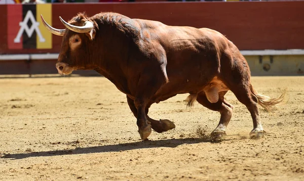 Touro Espanha Com Chifres Grandes — Fotografia de Stock