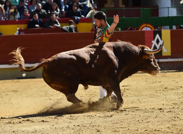 Toro Lucha Español Plaza Toros — Foto de Stock