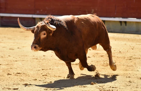 Bulle Spanien Mit Großen Hörnern — Stockfoto