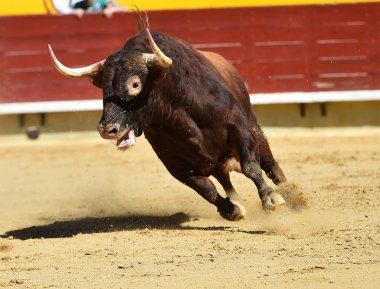 bullring İspanyol boğa