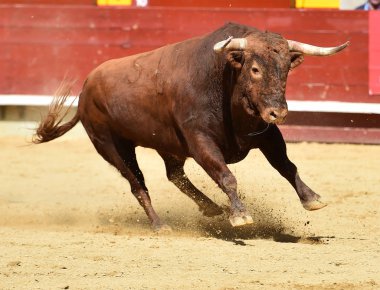 bullring İspanyol boğa