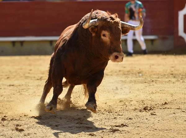 Touro Espanha Com Chifres Grandes — Fotografia de Stock