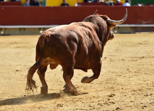 Touro Espanhol Tournée — Fotografia de Stock