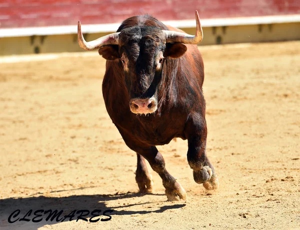 Spanischer Stier Der Stierkampfarena — Stockfoto