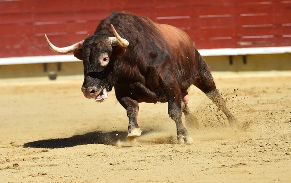 西班牙公牛在斗牛场 — 图库照片