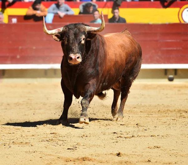Nagy Bull Spanyolország — Stock Fotó