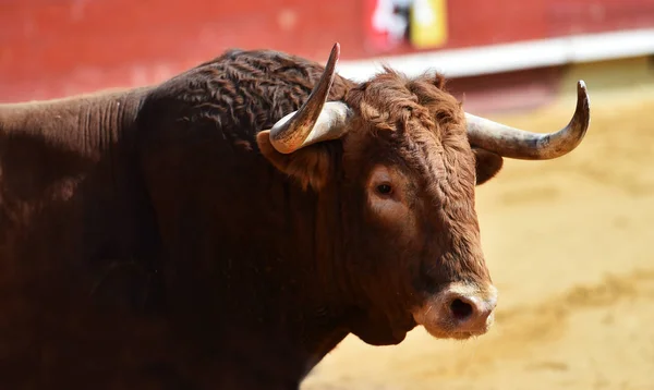 在西班牙的大牛市 — 图库照片