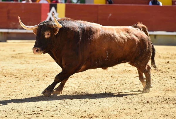 Stor Tjur Spanien — Stockfoto