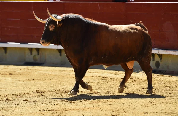 Nagy Bull Spanyolország — Stock Fotó