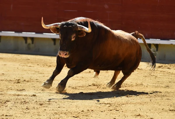 Großer Bulle Spanien — Stockfoto