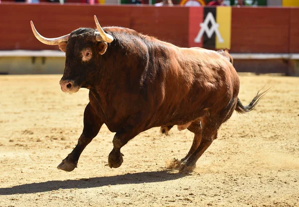 Grande Touro Espanha — Fotografia de Stock