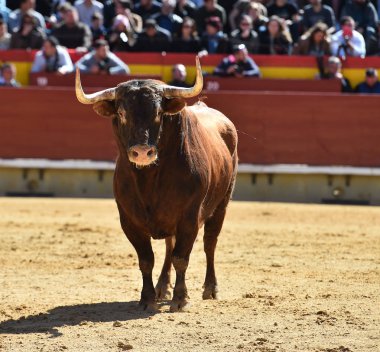 bullring İspanyol boğa