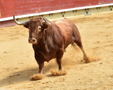 bullring İspanyol boğa