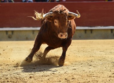 bullring İspanyol boğa