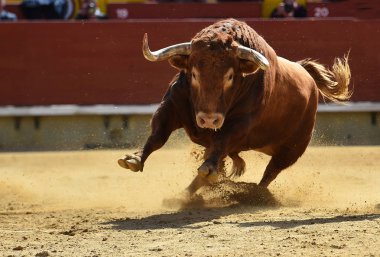 bullring İspanyol boğa