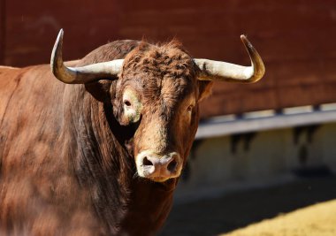 bullring İspanyol boğa