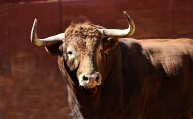 bullring İspanyol boğa